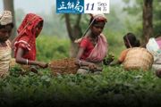 中國為什麼要花2個多億，從印度進口茶葉？