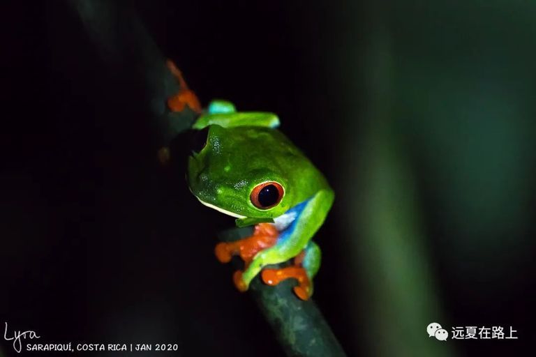 珍稀物種紅眼樹蛙（+1s）