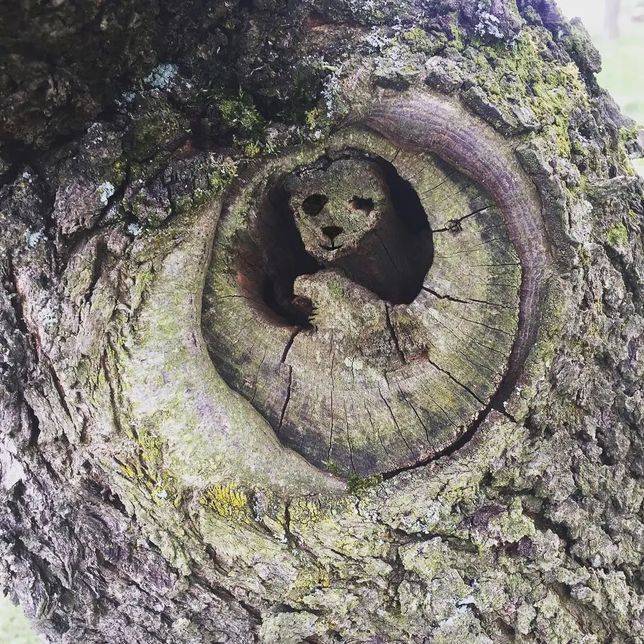 一棵樹的樹洞，出其不意地藏著一隻熊貓