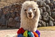 秘魯：如何正確飼養一隻羊駝？