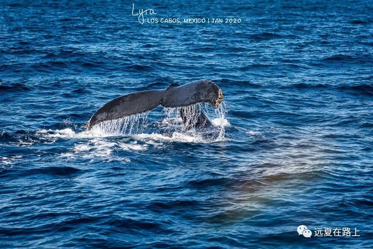 座頭鯨尾巴入水的瞬間，海上閃過一道隱約彩虹