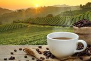 NEJM重磅綜述，揭祕咖啡和健康的聯繫：咖啡喝多了致癌？喝咖啡可以減肥