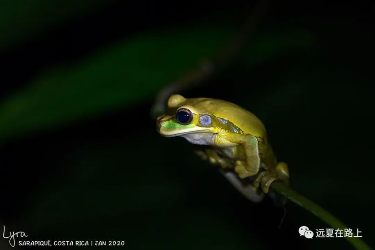 蒙面樹蛙（+2s），眼動對焦簡直是拍蛙神器！