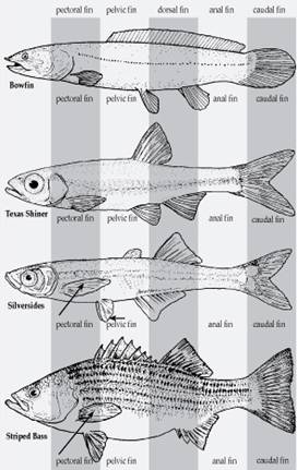 魚為什麼會游泳 Vito雜誌