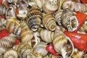 織紋螺，福壽螺：千萬別吃，一顆就可能致命
