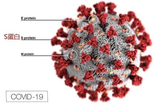 圖中紅色凸起物就是S蛋白（Spike protein）據研究，這個S蛋白是新冠病毒入侵人體細胞的關鍵
