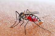 人類終於找到治蚊子的招了！