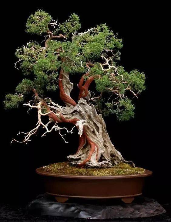 从唐到当代日本 聆听大自然声音的盆栽 Bonsai 艺术 Vito杂志