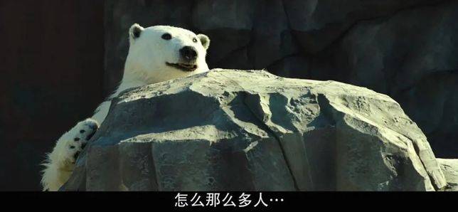 躲在石頭背後，怕穿幫，不敢出來見人的北極熊；