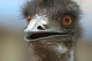 鴯鶓 (Emu)：娶媳婦、做爸爸真的太難了
