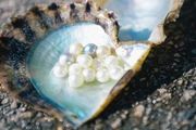 伊勢志摩的珍珠養殖，自然力量與人類智慧的結晶