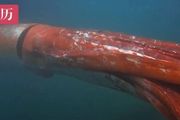 世界上最大的魷魚，吃起來竟是一股廁所味