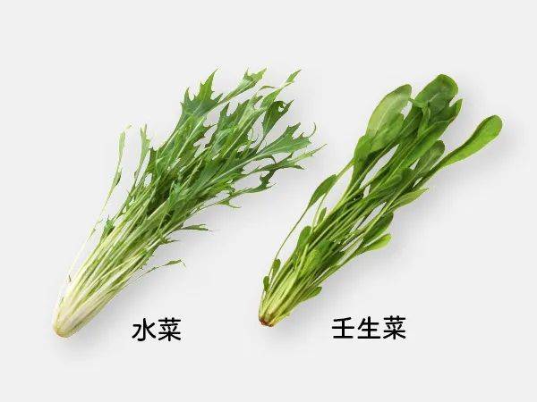 水菜与壬生菜 日本京都的清奇的蔬菜 Vito杂志