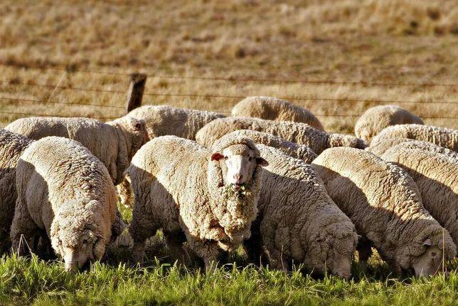 美利奴綿羊 | 圖源：Wikipedia