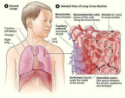 氣管與肺部也是容易遭異物入侵的常見淪陷區