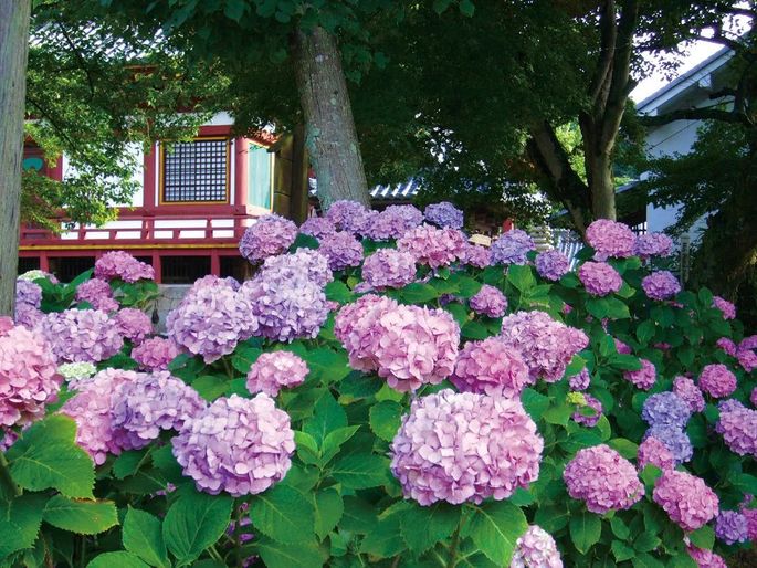 梅雨季最正確的打開方式 就是去日本看紫陽花啊 Vito雜誌