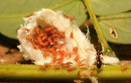 澳洲吹綿蚧 棉團介殼蟲 著史上關係最亂的家族 Vito雜誌