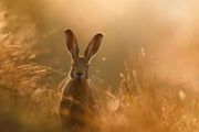 GDT年度自然攝影師大賽獲獎作品公佈，「野兔的夢想」摘冠