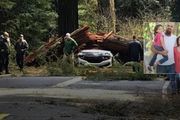 加州夫妻慶生旅行，被倒塌的紅杉樹壓死，5個孩子成孤兒！