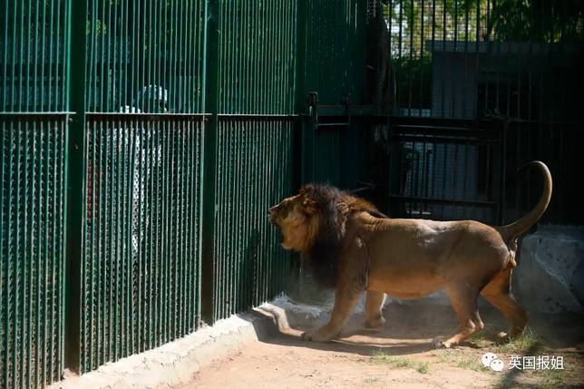 這是印度第一次發現了有獅子新冠陽性