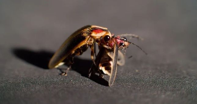 Photuris雌蟲吃雄性螢火蟲