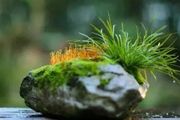 菖蒲盆栽/盆景：以石配蒲，景緻天然