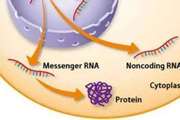 帶你認識RNA軍團中「非正規軍」——非編碼RNA