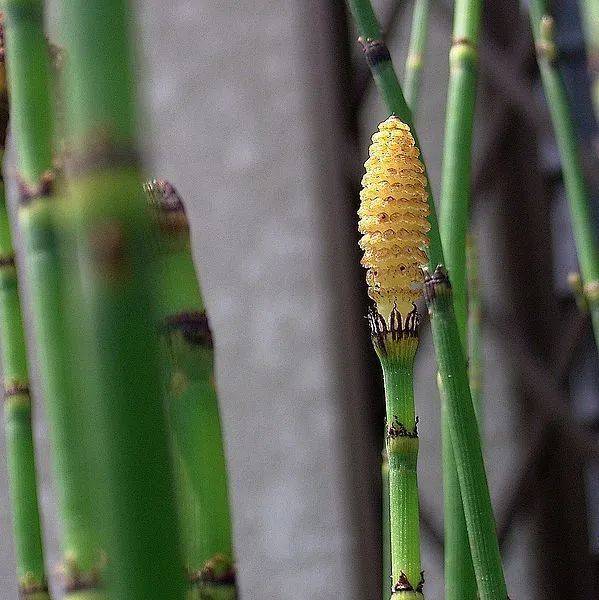 今天的植物是杉菜 對 就是你們想的那個杉菜 Vito雜誌