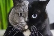 世界上最罕見的雙面貓喜當爹！幼崽精準遺傳，看出來是親生的