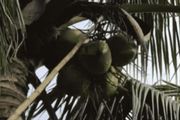 有趣的製造｜摘椰子的方法有幾種？長柄鐮刀、工人爬樹、訓練猴子