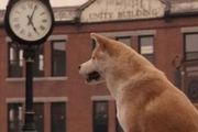 日綜首次曝光《忠犬八公》背後的故事：最終，它等到了與主人的重聚