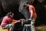 大象也要修腳，工具一般用電鋸