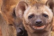 斑鬣狗：非洲草原上的臭流氓