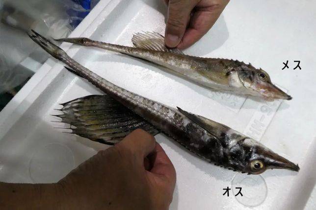 特鰭魚 別名為 八角 的魚 到底有多香 Vito雜誌