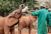 我花了50元，在非洲領養了一隻大象寶寶