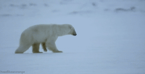 沒有厚雪，北極熊寶寶很頭痛