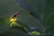 浪漫的螢火蟲有多少不為人知的一面？