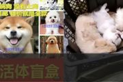 中國「寵物盲盒」狂賣，幼貓幼犬被塞箱活活憋死