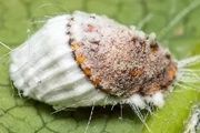 澳洲吹綿蚧（棉團介殼蟲）：著史上關係最亂的家族