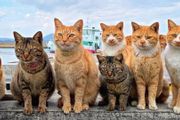 日本這些可以邊旅遊邊吸貓的好地方，這次必須安利給你！