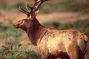山火威脅加州麋鹿生存！動物保護者憂心