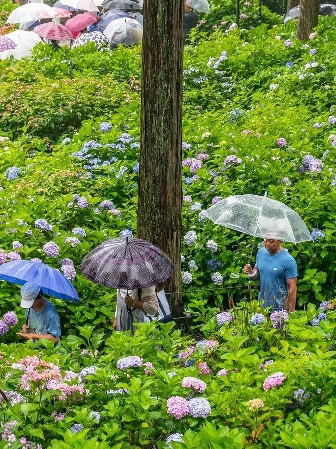 在日本的梅雨季節遇見紫陽花 Vito雜誌