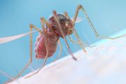 蚊子是如何悄咪咪吸你血的？招蚊子&#8221;體質&#8221;有救了！