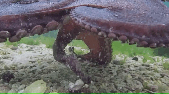 這隻章魚才不過1歲