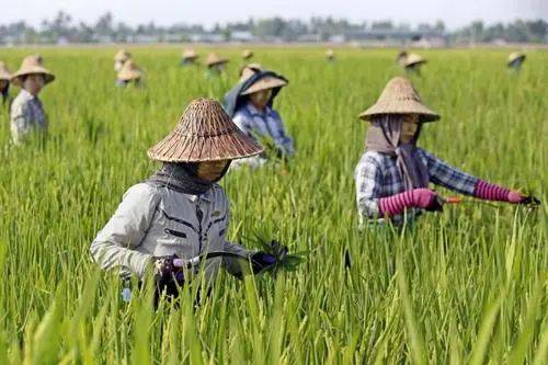 稻米是緬甸的主要創匯作物