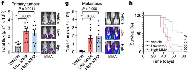 圖2 MMA誘導了癌細胞的侵襲和轉移特性