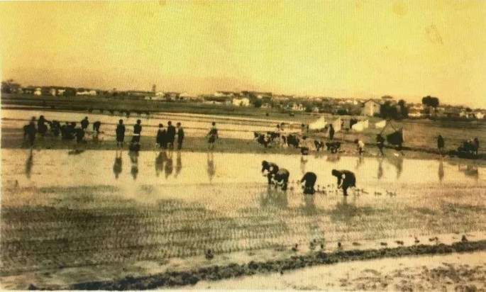 1979年義烏人民在插秧（圖片來源於中國義烏網）