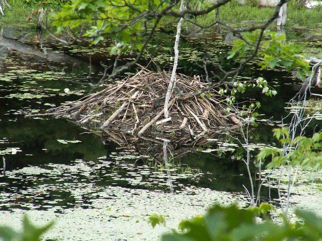 河狸的巢穴 | Wikipedia