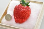 為什麼日本的水果這麼貴？