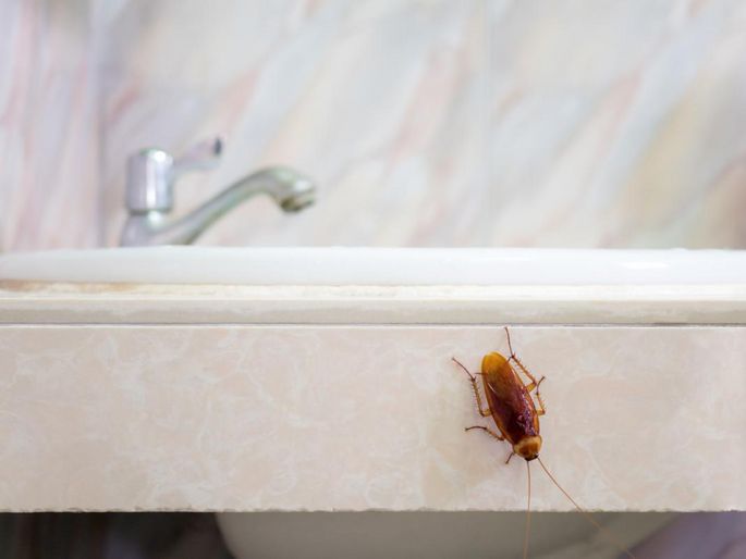 蟑螂「飛簷走壁」（圖片來源：Veer圖庫）